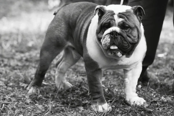 Englische Bulldogge im Freien — Stockfoto