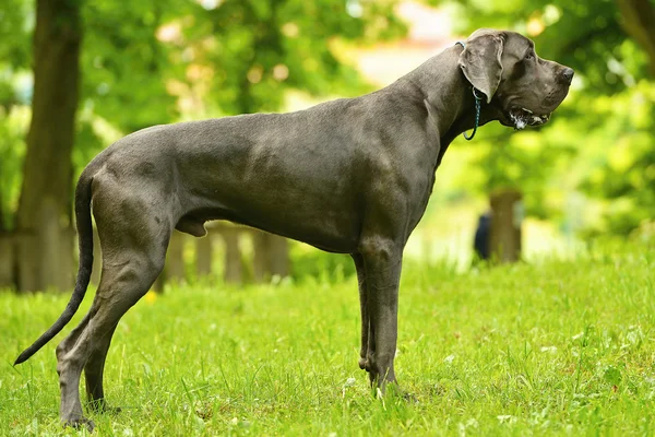 Grande cane danese — Foto Stock