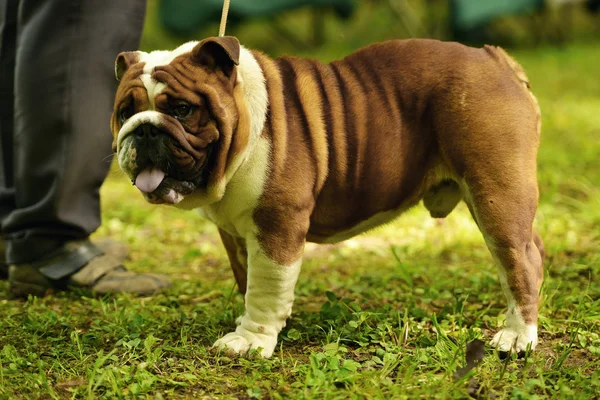 Bulldog Inglês ao ar livre — Fotografia de Stock
