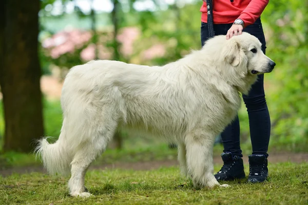 Retrato de cão branco agradável — Fotografia de Stock