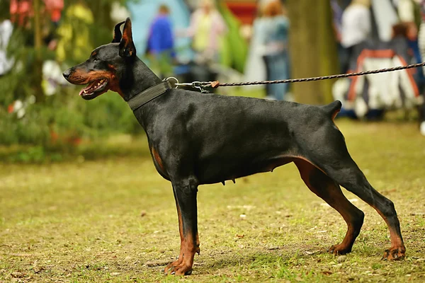 Ritratto di cane doberman — Foto Stock