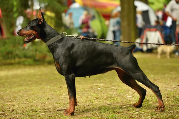 Retrato de cão doberman — Fotografia de Stock