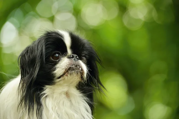 Bonito japonês spaniel — Fotografia de Stock