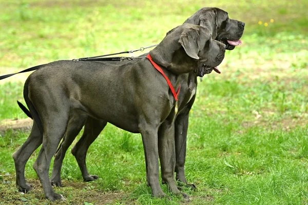 Grandi cani dane — Foto Stock