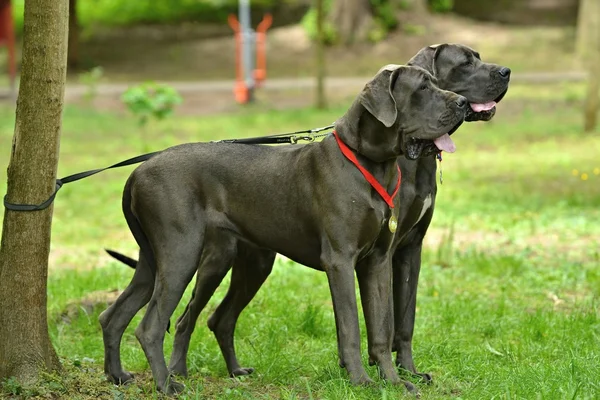 Grandes cães dinamarqueses — Fotografia de Stock