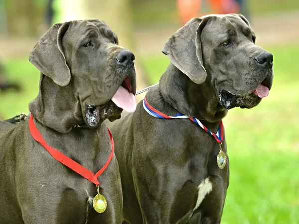 Grandes cães dinamarqueses — Fotografia de Stock