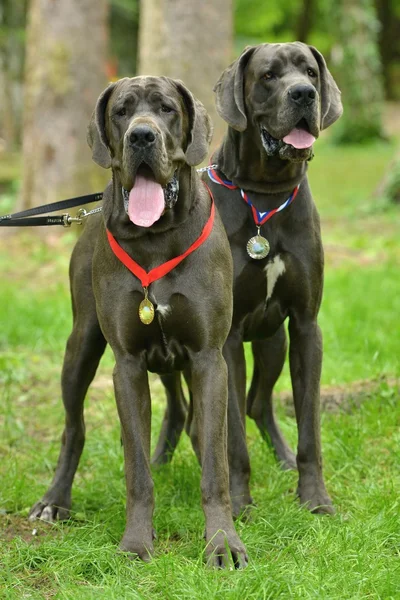 Great dane honden — Stockfoto