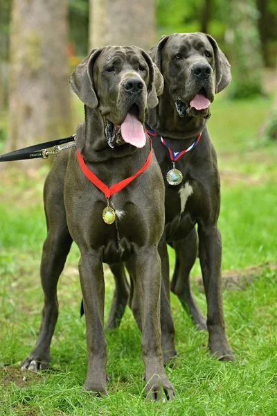 Grandes cães dinamarqueses — Fotografia de Stock