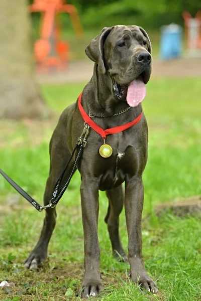 Great dane dog — Stock Photo, Image