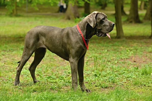 Great dane honden — Stockfoto