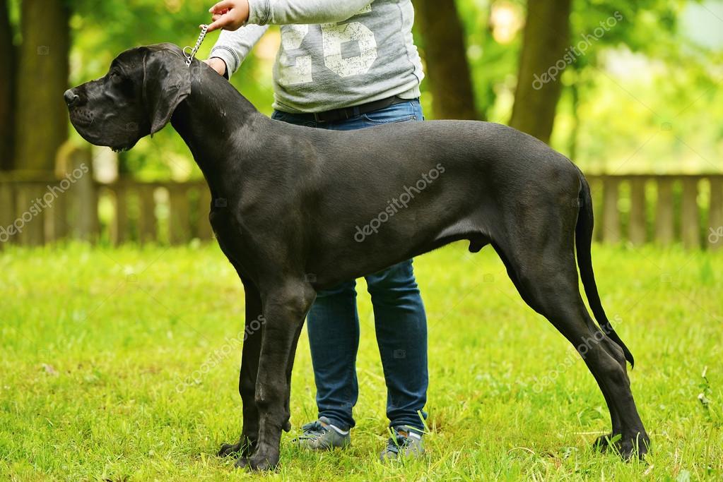 Great Dane Show Dog Requirements