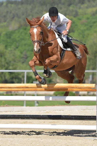 Jovem mostra pulando com cavalo - Fotos de arquivo #14202335