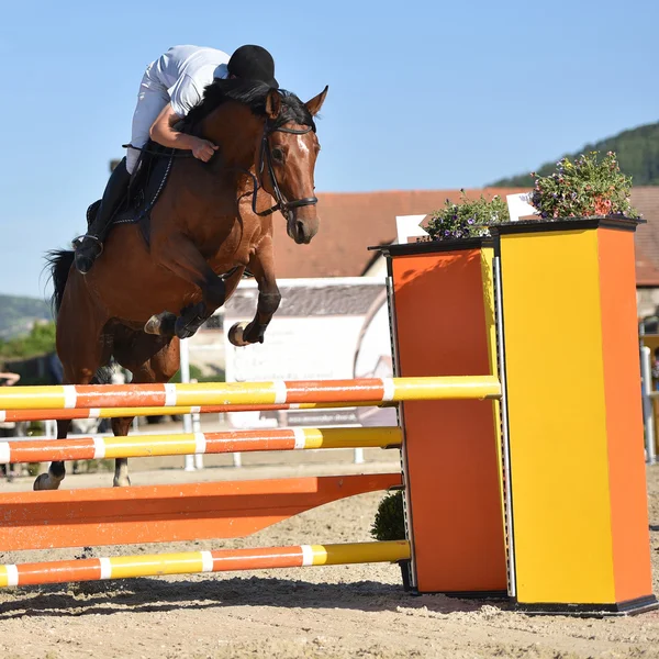 Espectáculo de salto de caballo — Foto de Stock