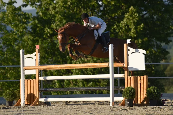 Paard springen Toon — Stockfoto