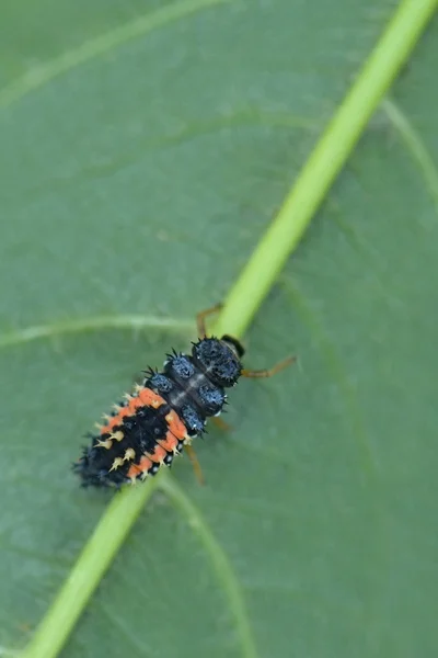 Coccinella a sette punti — Foto Stock