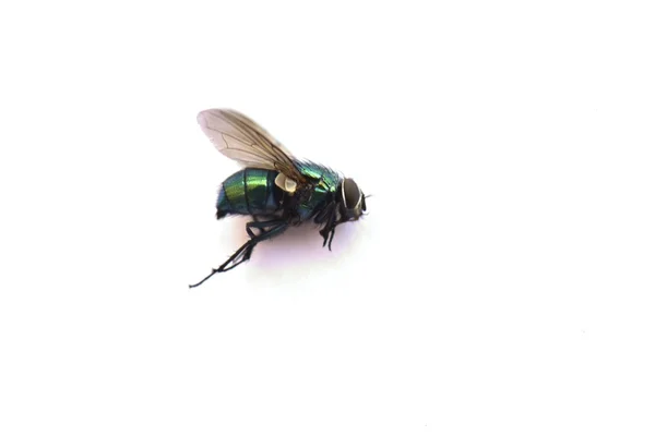 Mosca verde perto — Fotografia de Stock