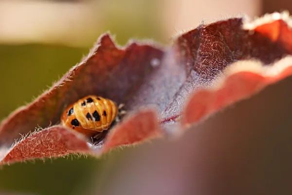 Junger Marienkäfer auf Blatt — Stockfoto