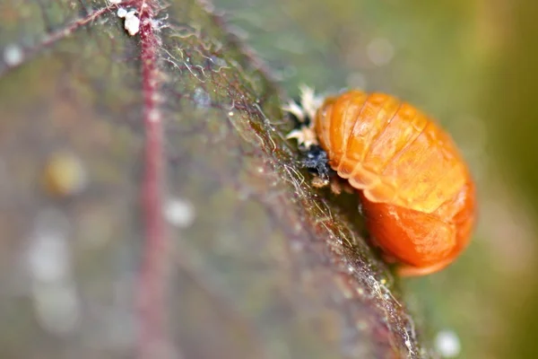 Young ladybug on leaf — Stock Photo, Image