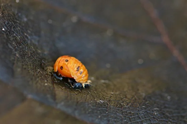 หนุ่มสาว ladybug บนใบไม้ — ภาพถ่ายสต็อก