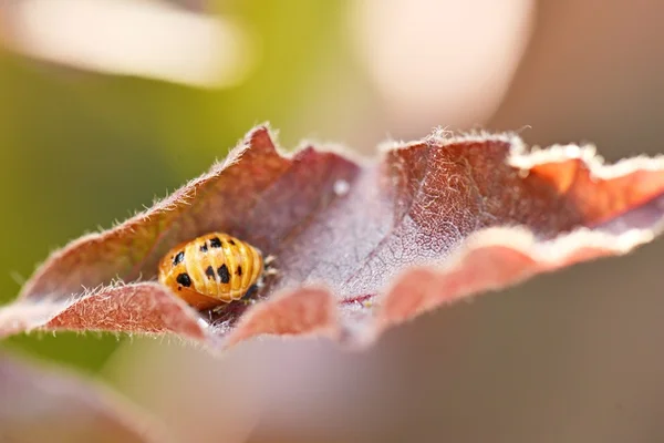 Junger Marienkäfer auf Blatt — Stockfoto