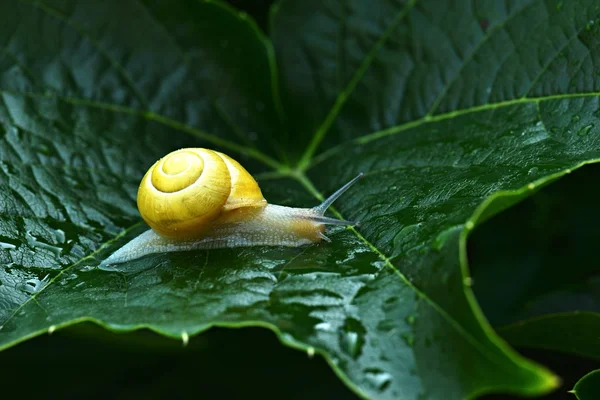 Snail in garden close up — Stock Photo, Image