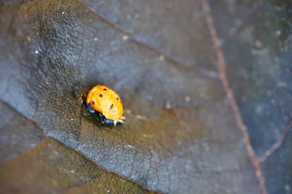 หนุ่มสาว ladybug บนใบไม้ — ภาพถ่ายสต็อก