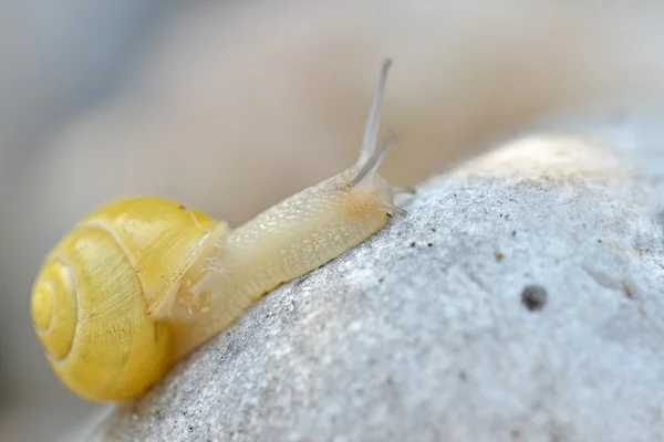 Snail in garden close up — Stock Photo, Image