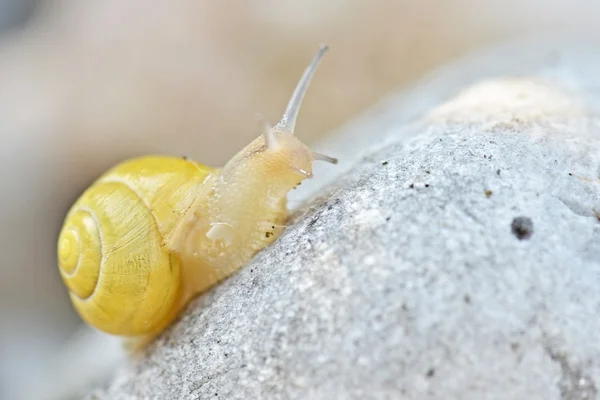 Snail in garden close up — Stock Photo, Image