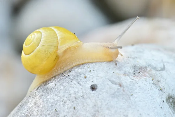 Snail in garden close up — Stock Photo, Image