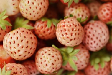 pineberry yakın çekim