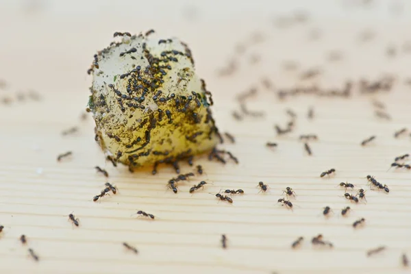 Muchas hormigas en la comida —  Fotos de Stock