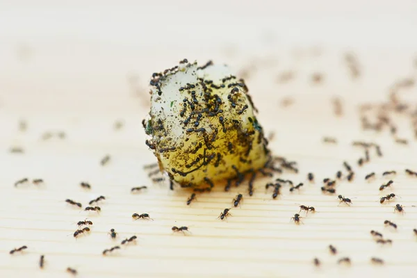 Lot of ants on food — Stock Photo, Image