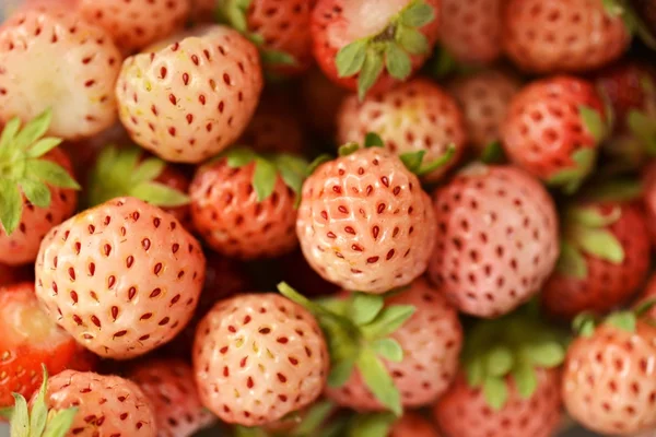 Close up of pineberry — Stock Photo, Image