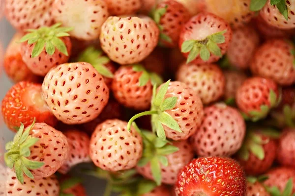 Close up of pineberry — Stock Photo, Image