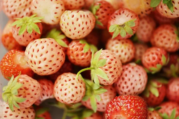 Close up of pineberry — Stock Photo, Image