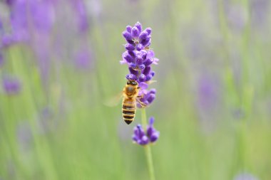 lavanta üzerinde arı yakın çekim