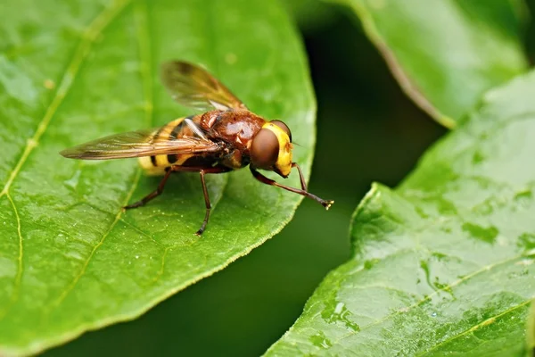 Extreme close up of fly — Stock Photo, Image