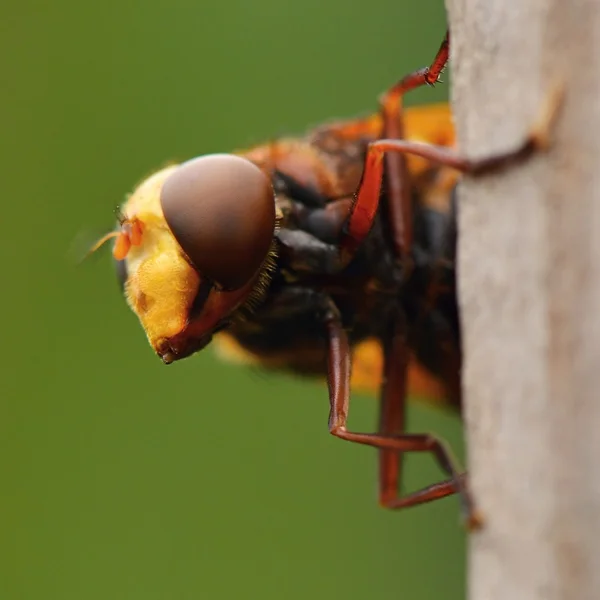 Extreme close up of fly — Φωτογραφία Αρχείου