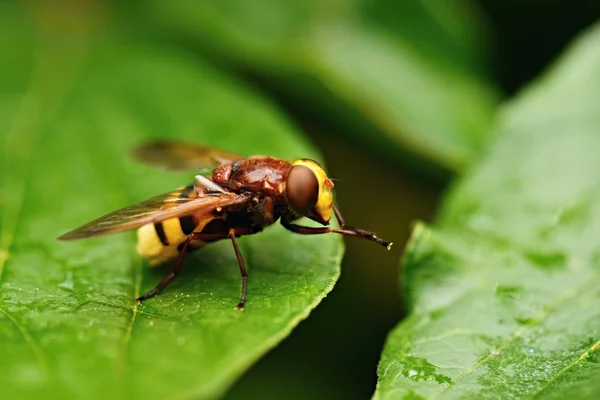 Екстремальний крупним планом муха — стокове фото