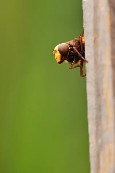 Экстремальный крупный план мухи — стоковое фото