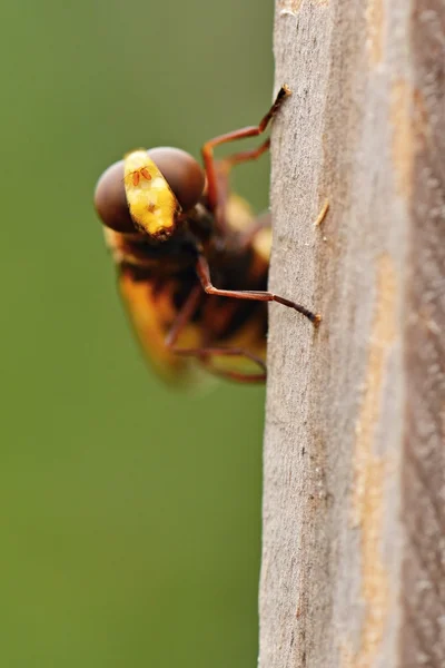 Экстремальный крупный план мухи — стоковое фото