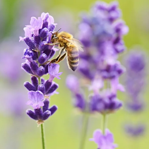 Gros plan de Bee sur lavande — Photo