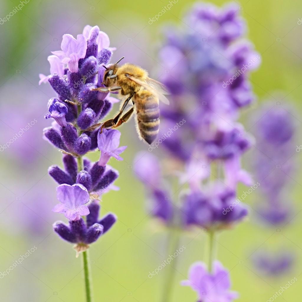 Close up of Bee on lavender Stock Photo by ©muro 76639807