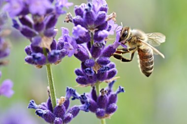 lavanta üzerinde arı yakın çekim
