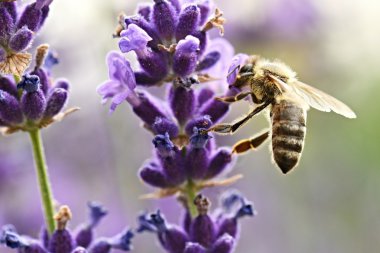 lavanta üzerinde arı yakın çekim