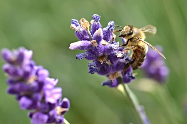 Close-up van bijen op lavendel — Stockfoto