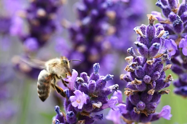 Close-up van bijen op lavendel — Stockfoto