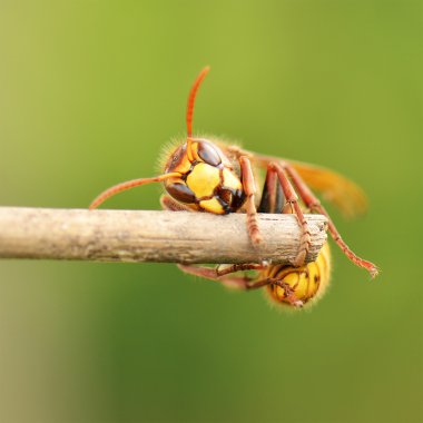 Ortak sarı yaban arısı 