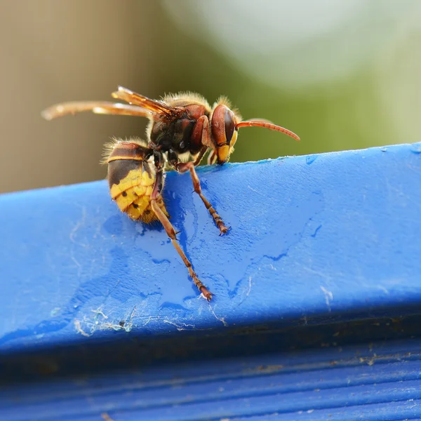Common yellow wasp — Stock Photo, Image
