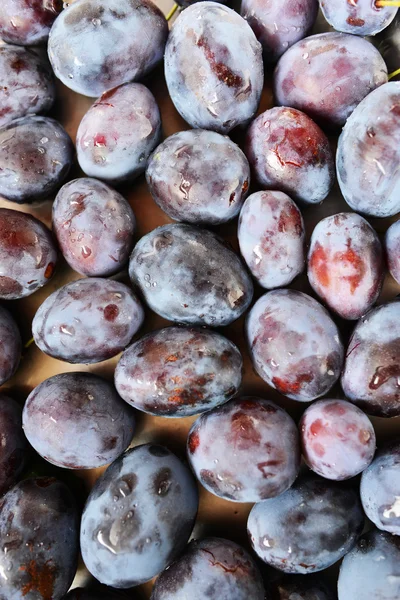 Freshly collected plums — Stock Photo, Image